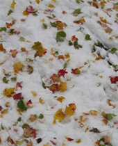 Leaves in the Snow
